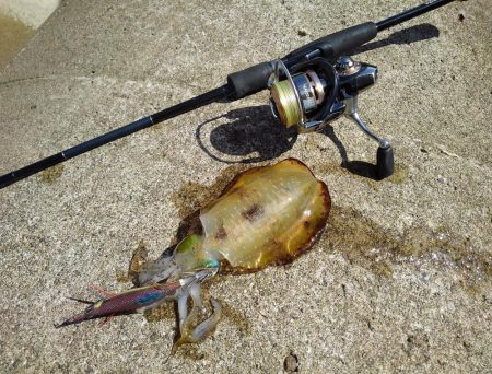 越前海岸でエギング